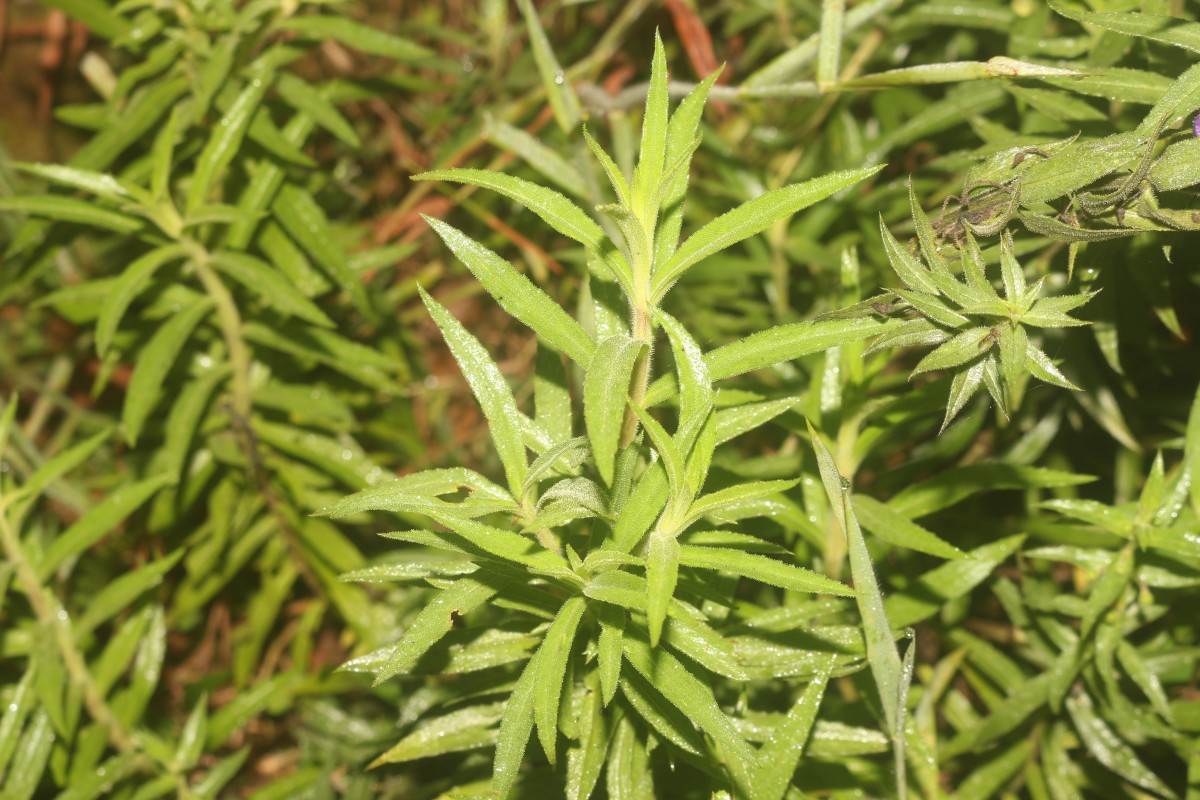 Angelonia salicariifolia Bonpl.